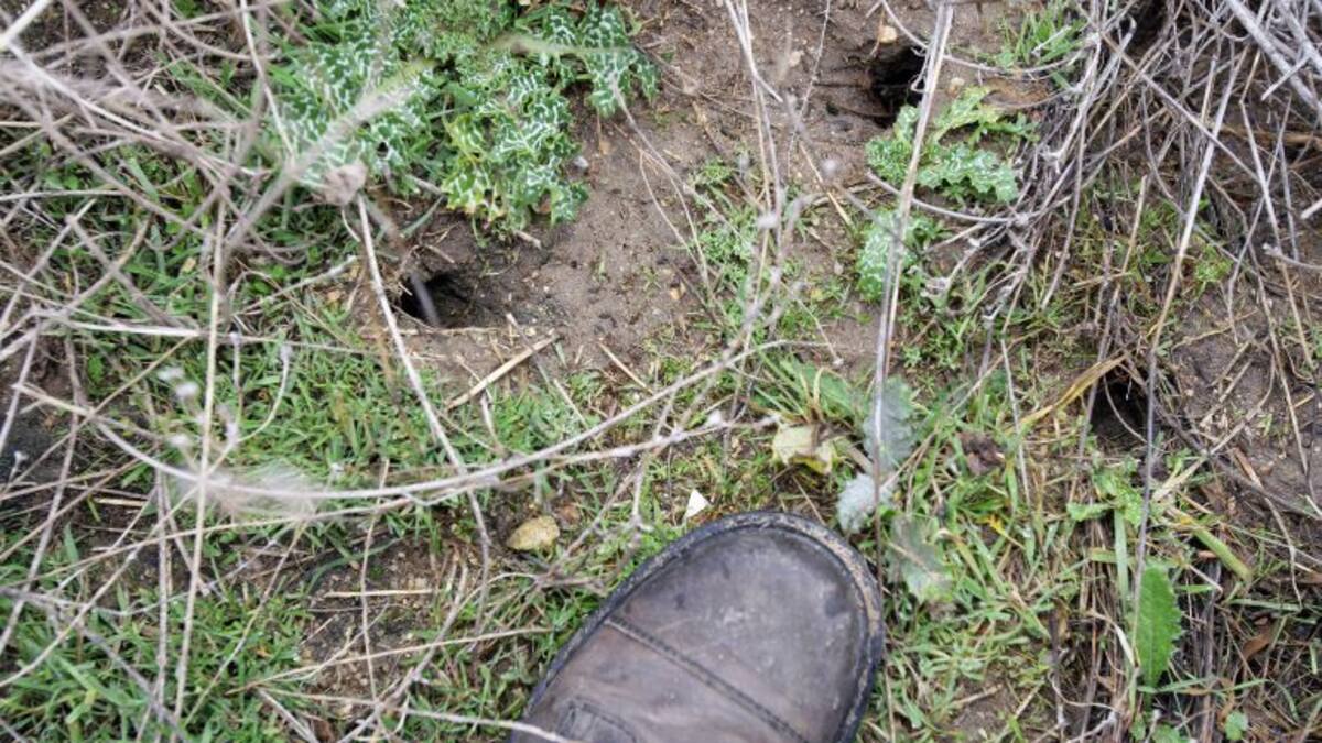 La Junta no sabe actuar contra los topillos