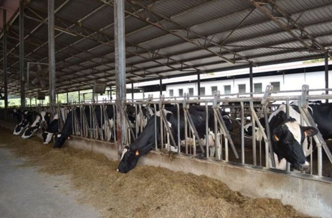 La ramaderia necessita un pla per millorar la seva rendibilitat.