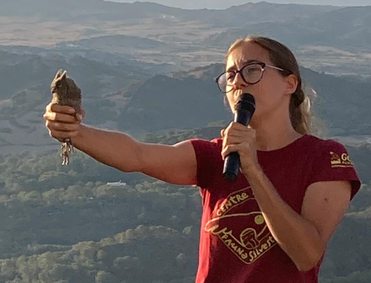 Una voluntària agafa a un dels mussols  abans d&#039;alliberar-lo.
