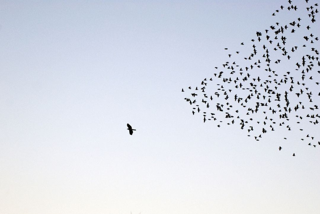 Bandada de estornino 