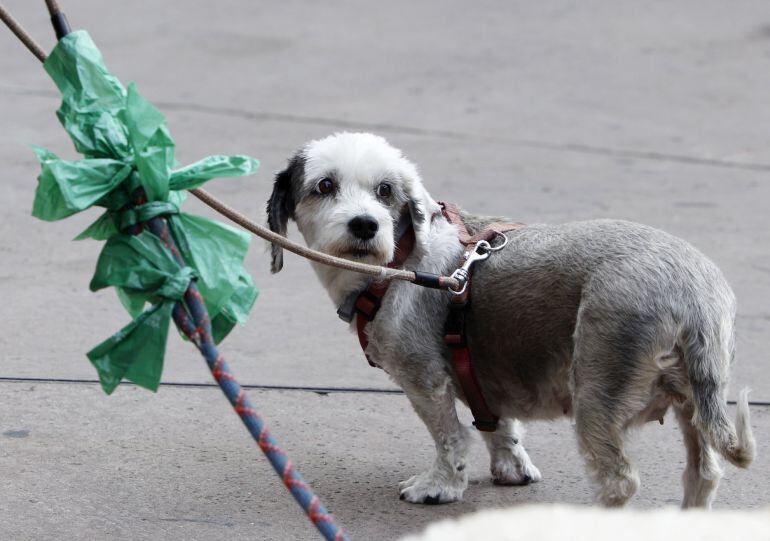 Las similitudes entre las dolencias cardíacas humanas y las animales son muchas.