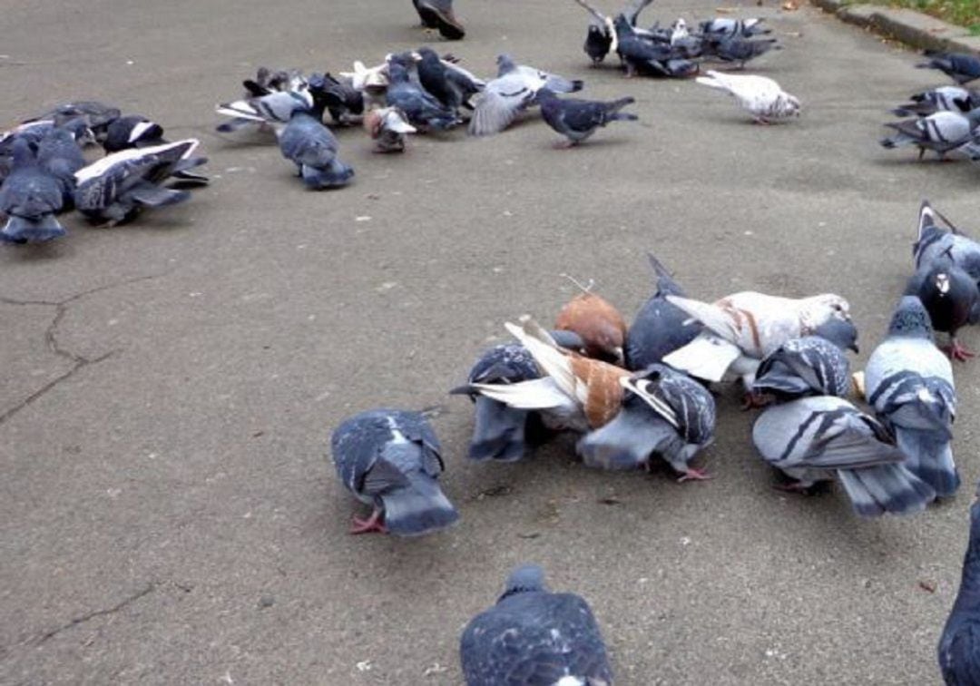 Palomas en Pamplona