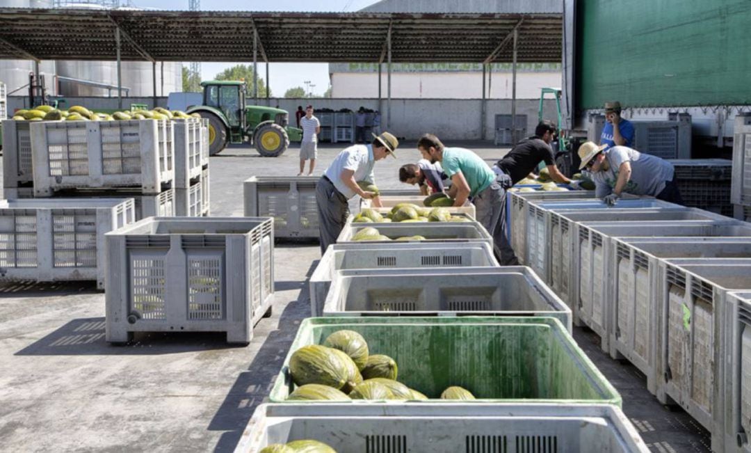 Foto de archivo de un almacén de melones