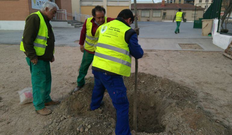 Los voluntarios de la asociación han plantado los 20 ejemplares en el patio del colegio