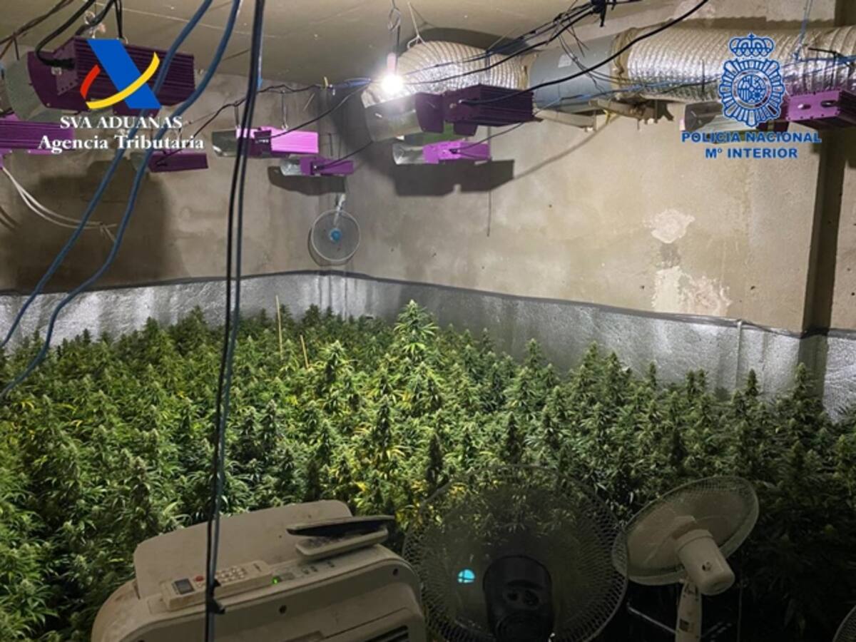 Intervenidas dos plantaciones de marihuana con más 500 plantas y detenidas dos personas en Castellón