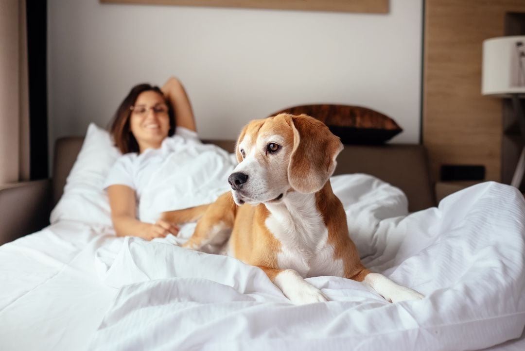 Perro en la cama un hotel