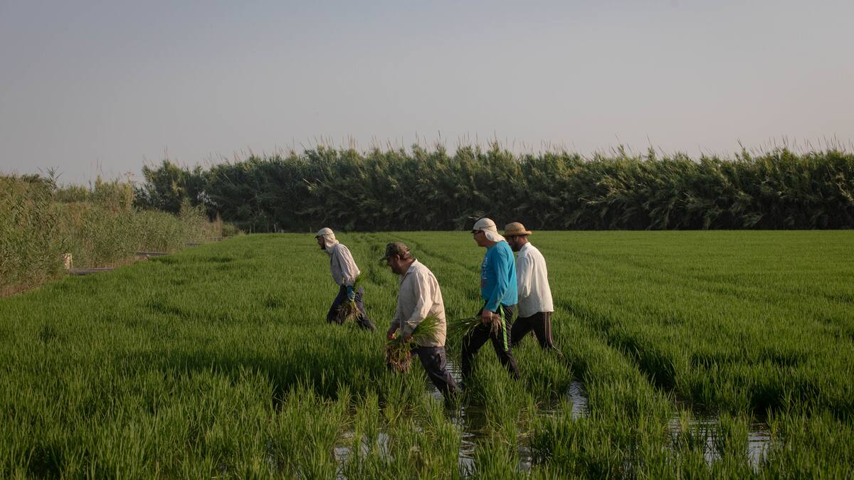 La Llavor (12-10-2024)