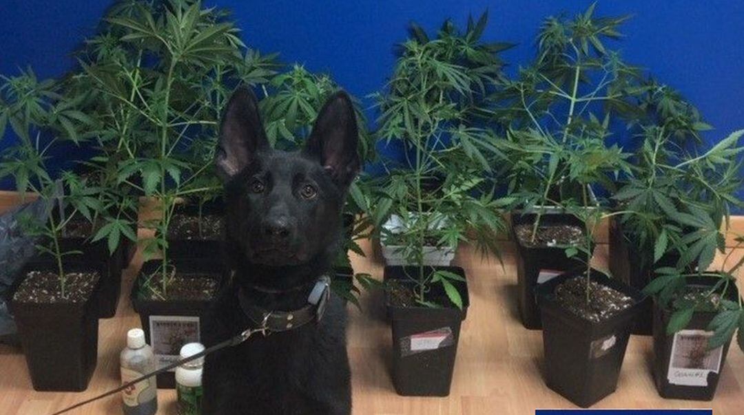 El agente canino Neus junto a la marihuana incautada