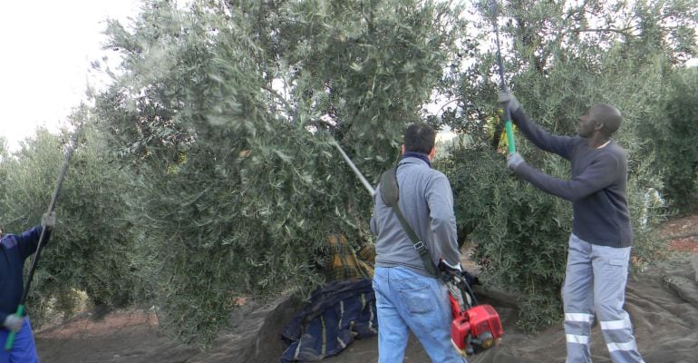 Agricultores trabajan en la recogida de aceituna.
