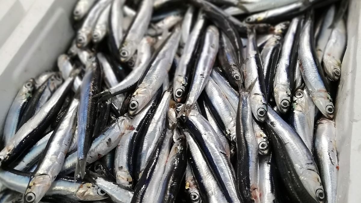 La campaña de la anchoa llega a su ecuador marcada por el fracaso del verdel