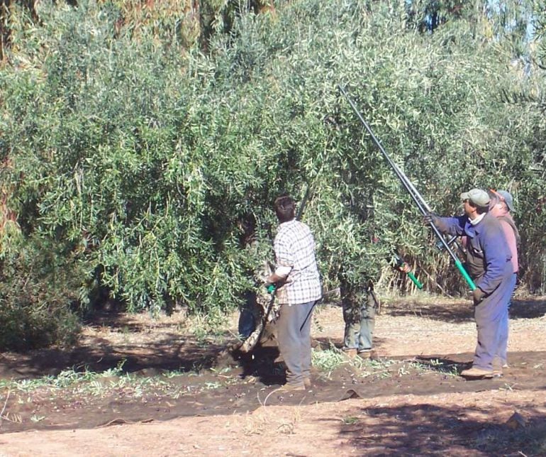 Trabajo en el campo