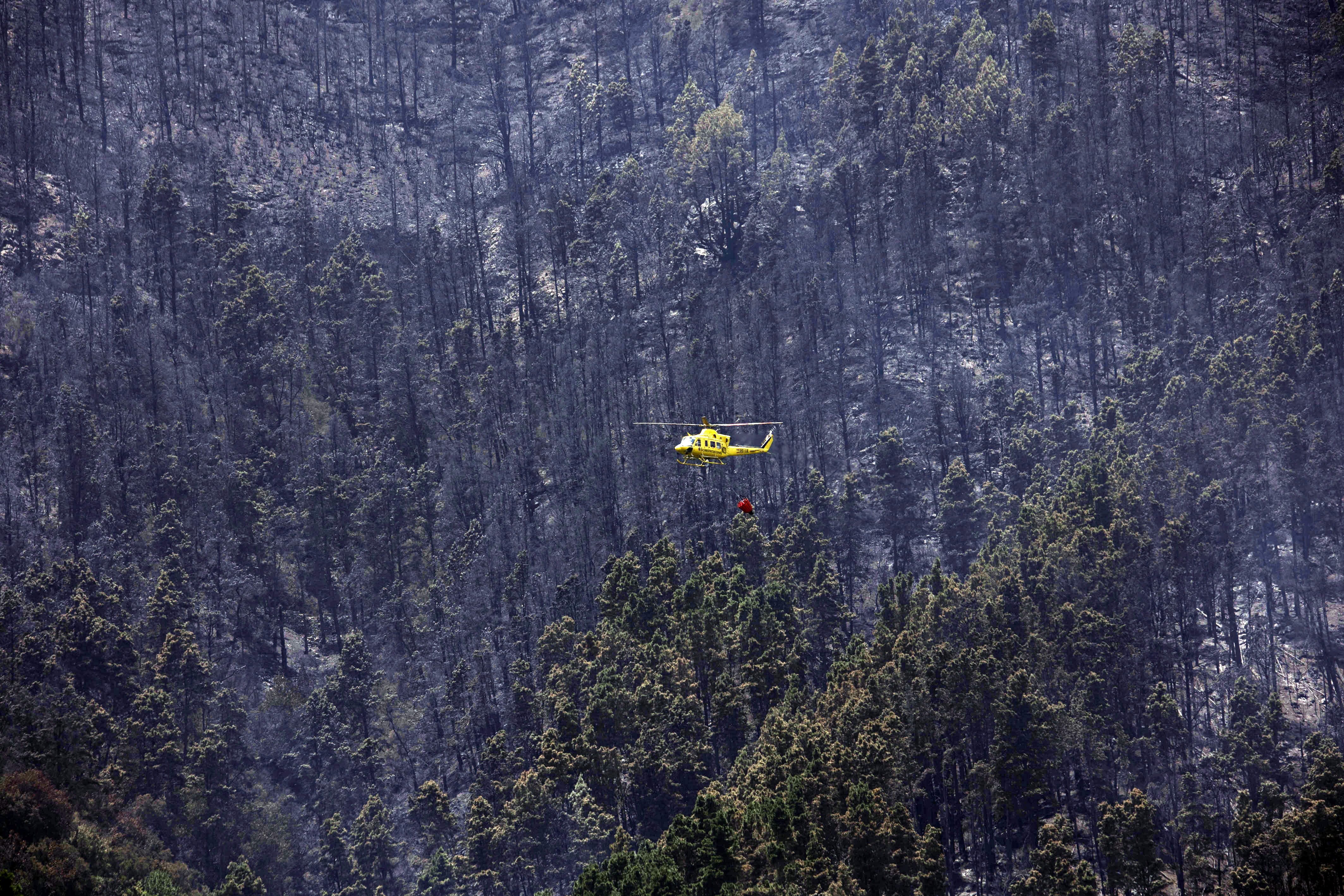 GRAFCAN8350. LOS REALEJOS (TENERIFE), 26/07/2022.- El dispositivo que trabaja en el incendio forestal del norte de Tenerife continuará con las labores de contención del fuego en una jornada en la que se espera mucho calor, baja humedad pero poco viento. En la imagen, uno de los helicópteros que participa en las labores de extinción pasa sobre la ladera de Tigaiga. EFE/ Miguel Barreto
