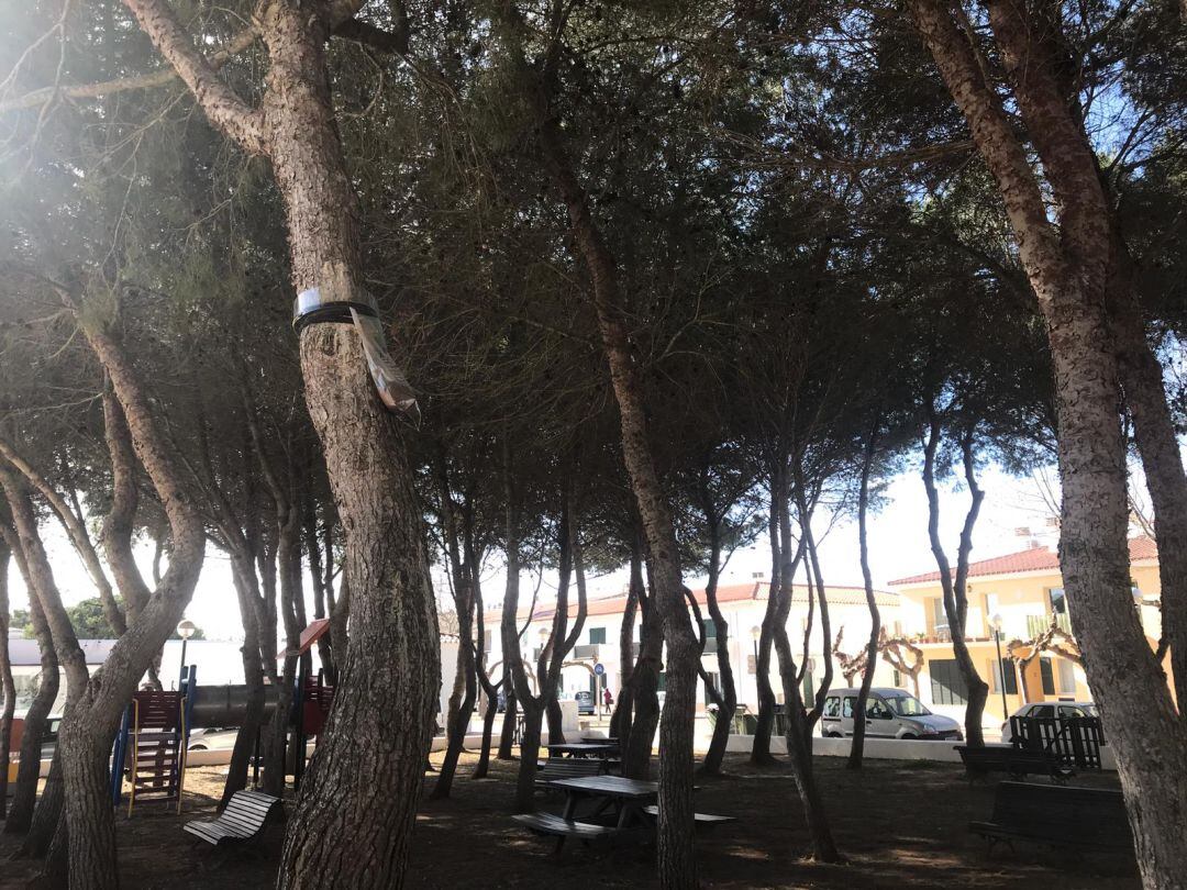 Actuacions contra la processionària