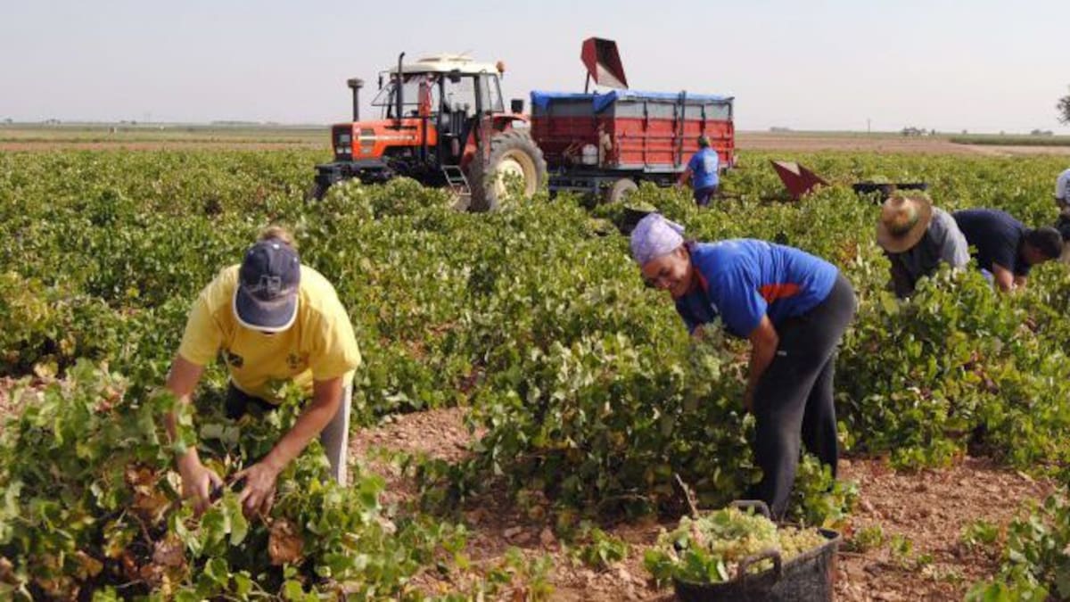 UGT y Comisiones Obreras piden desbloquear el convenio del campo en la provincia de Albacete