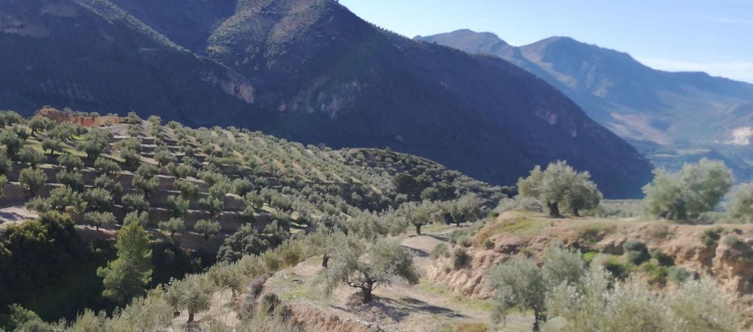 Zona de olivar en la provincia de Jaén.