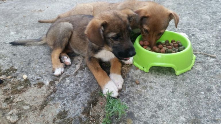 Dos cachorros abandonados. Imagen de archivo.