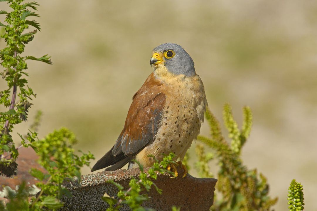 Ejemplar de cernícalo primilla (Falco naumanni)