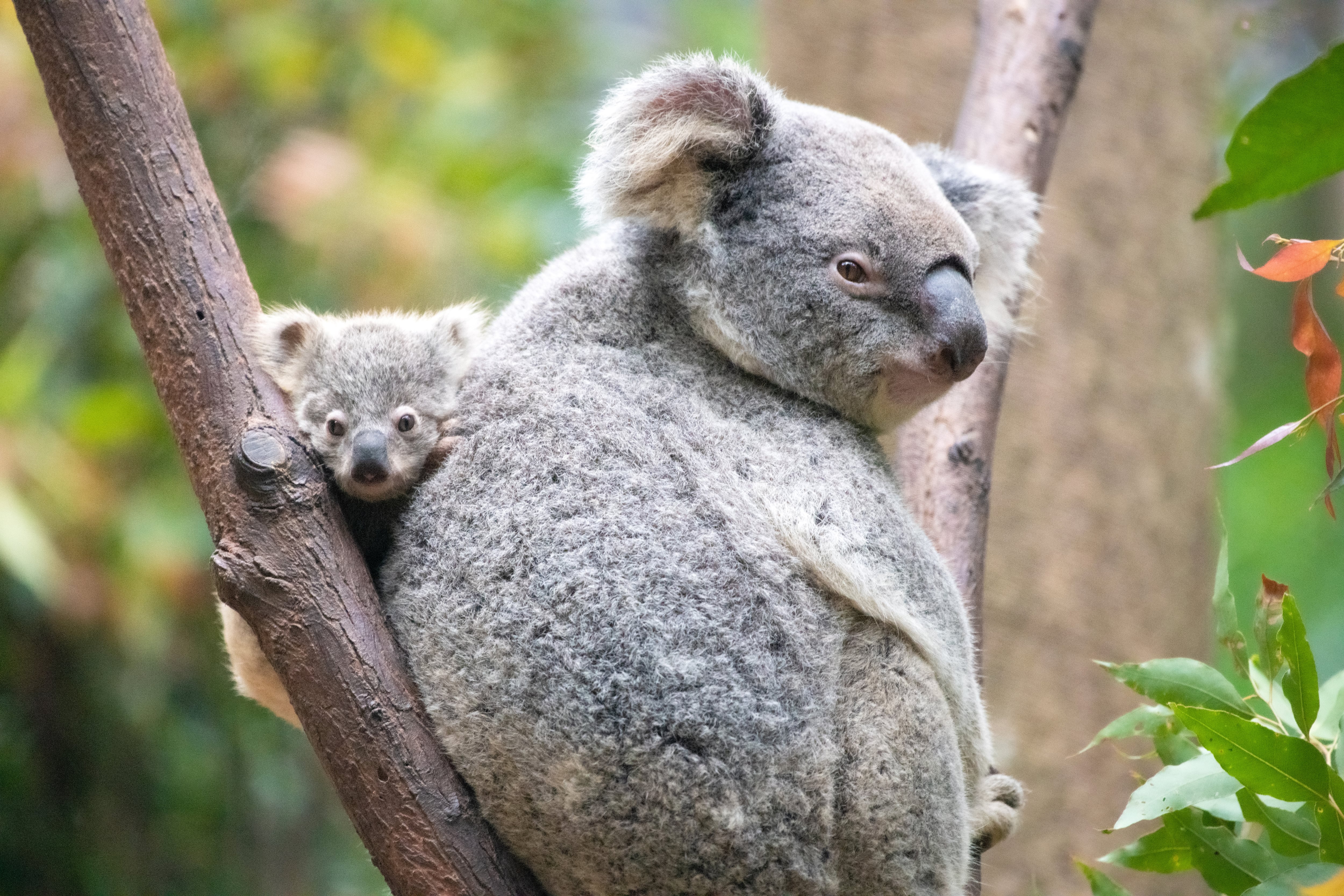 Un koala y su cría descansan en un árbol.