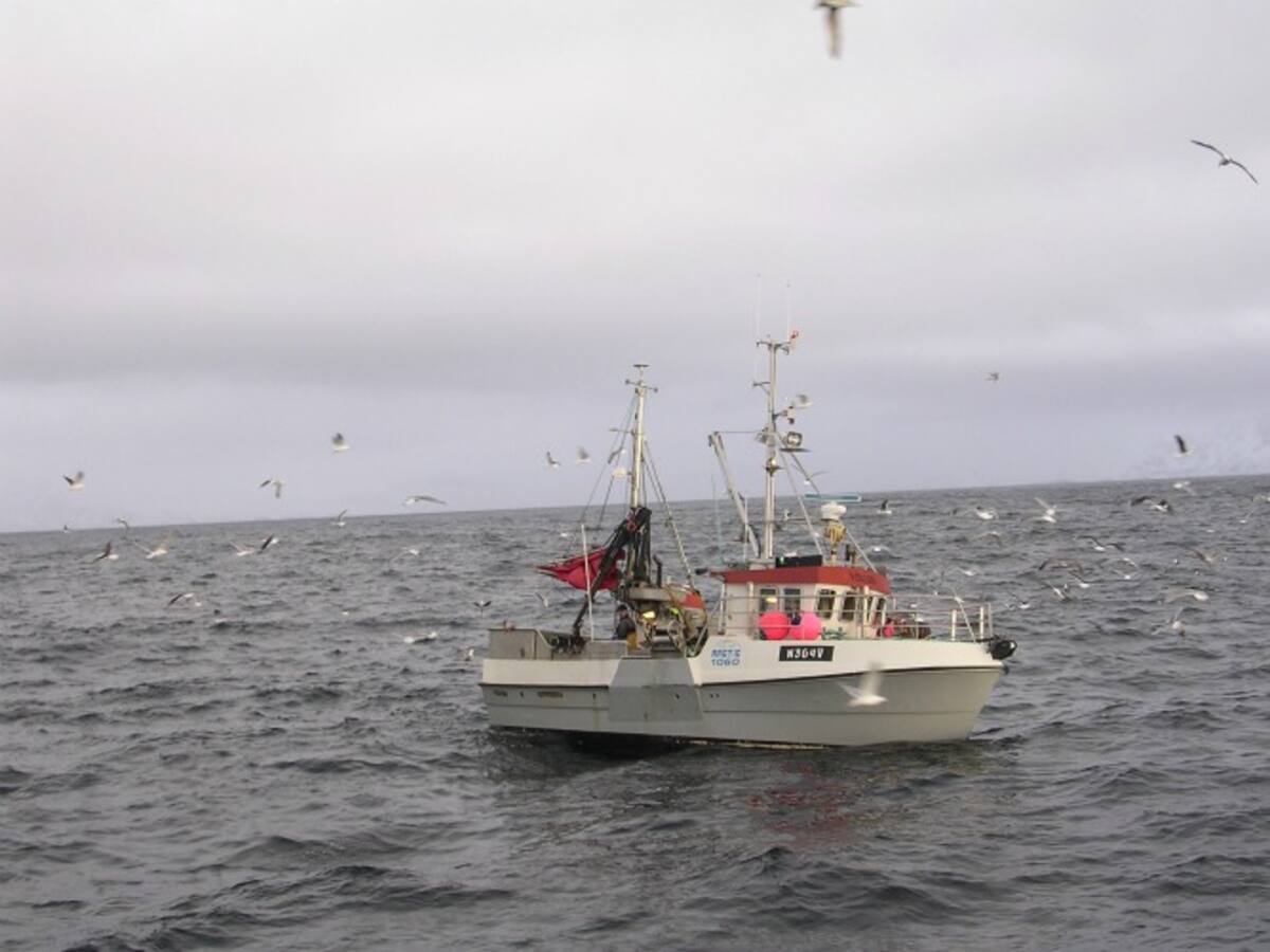 Las redes y las gaviotas sin habituales compañeras de viaje cuando se sale a la mar en las Lofoten
