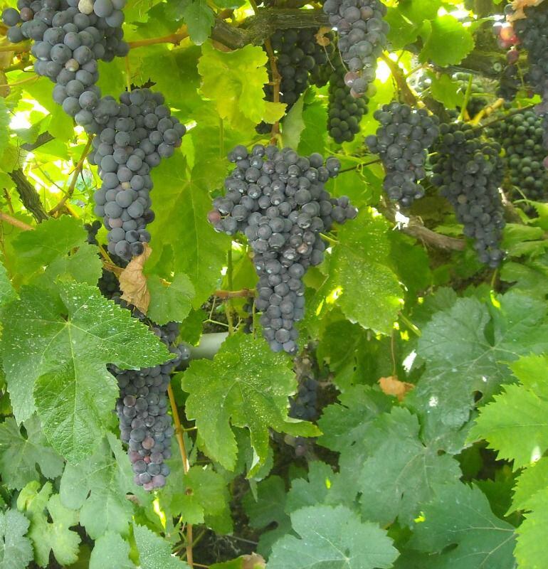 Racimos de uvas en las parras