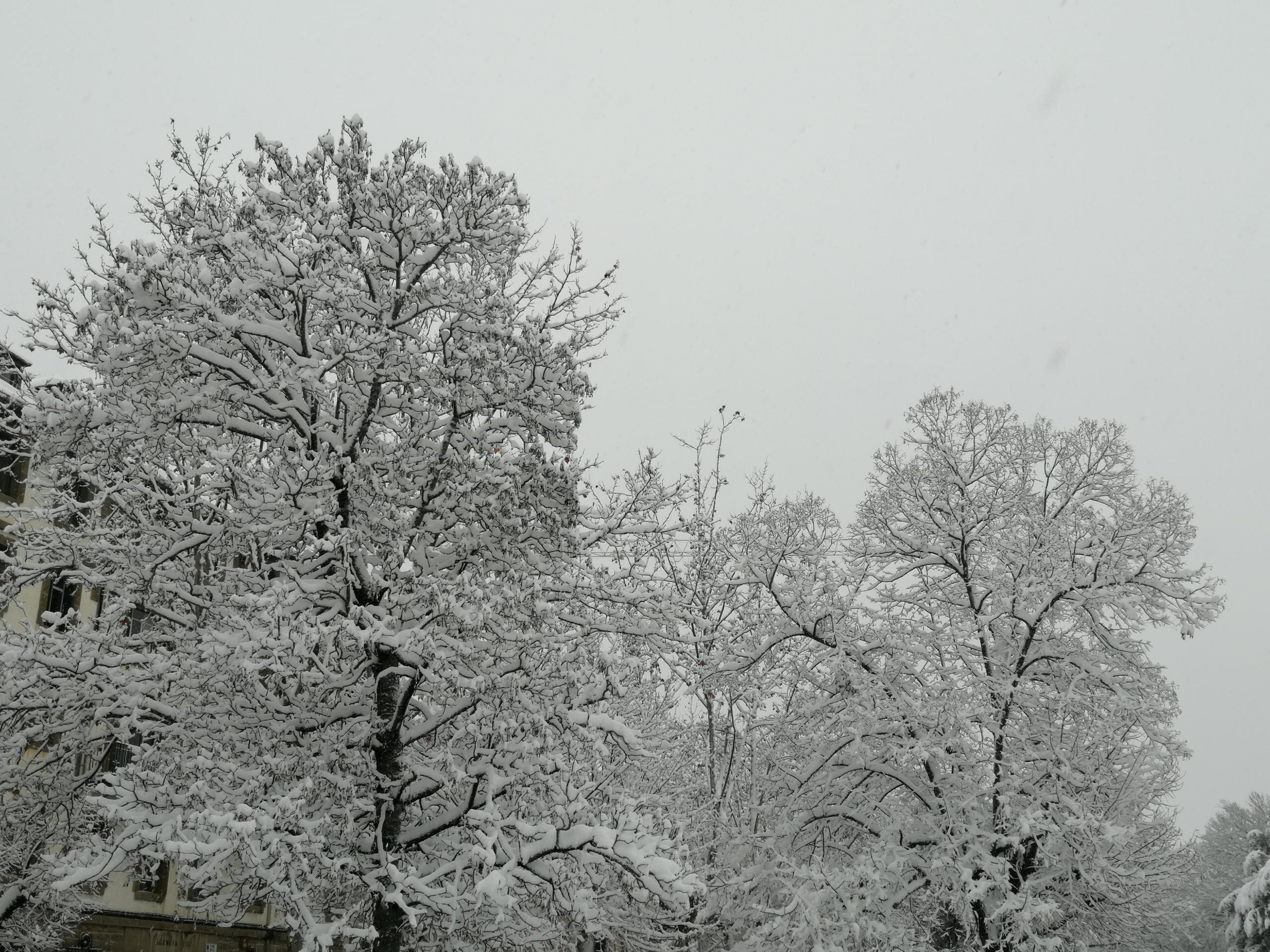 Jaca con nieve este 19 de enero