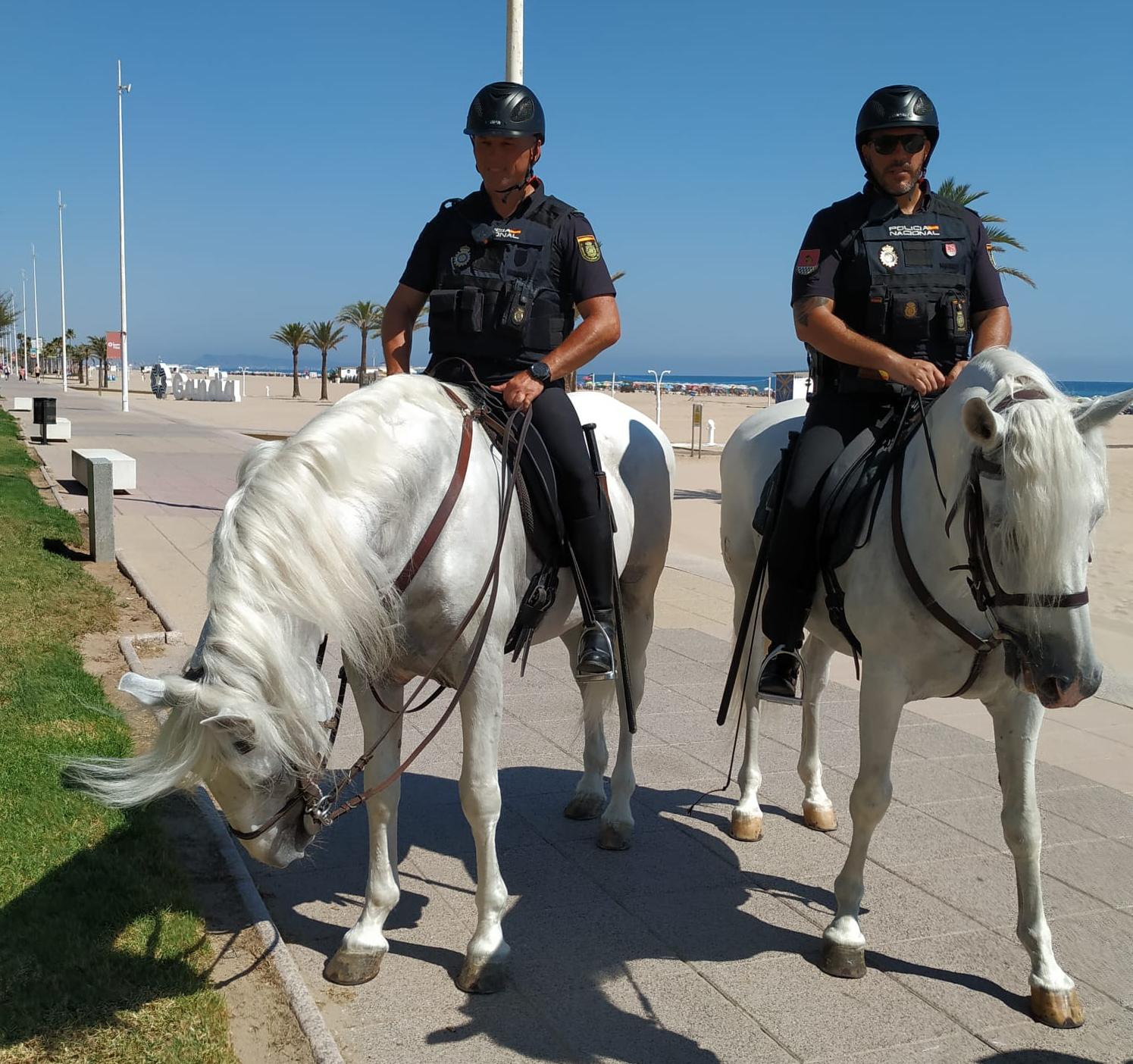 Zénit y Hermetismo, son los dos caballos de la Policía Nacional que esta semana patrullarán en la Playa de Gandia.