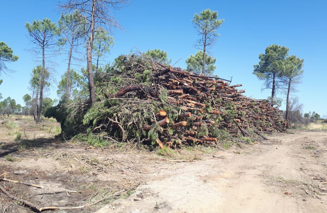 La asociación sostiene que los montones de madera y astillas quedan abandonados durante meses