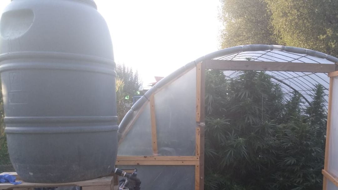 Plantas de marihuana