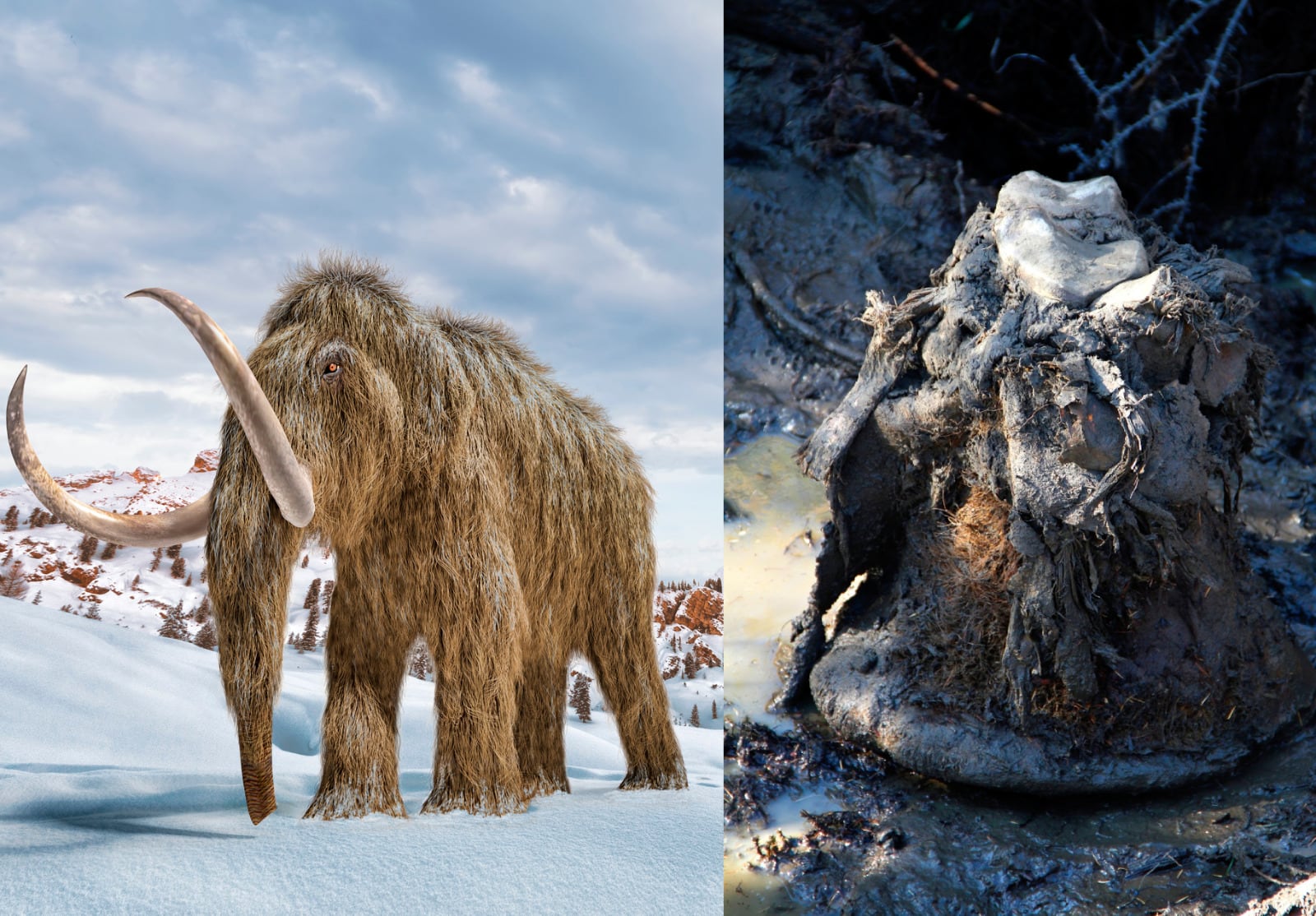 Recreación de un mamut junto a los restos liofilizados de una pata con 52.000 años de antiguedad. CRÉDITO: Amor Dalen