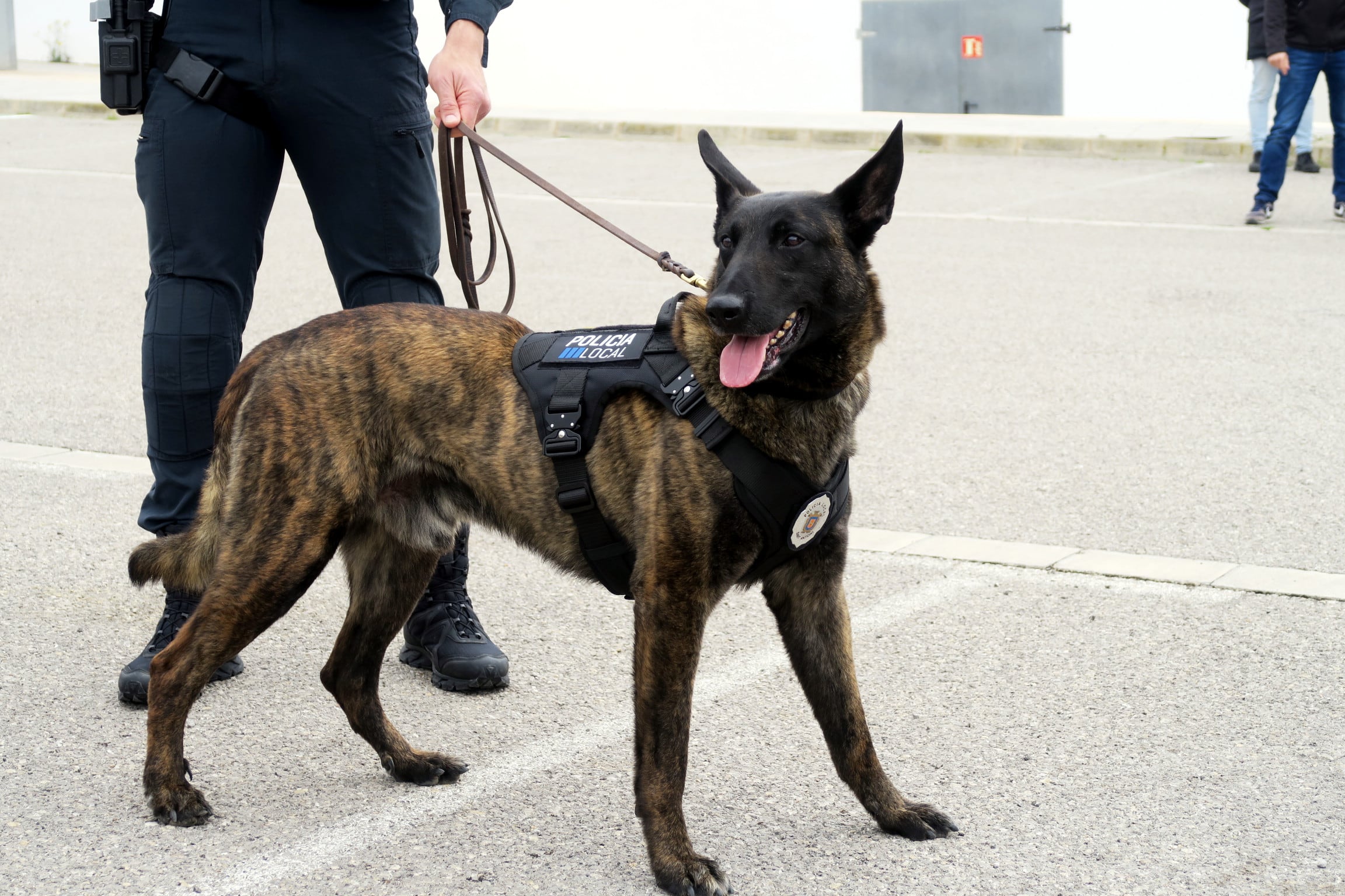 Imagen de uno de los agentes caninos