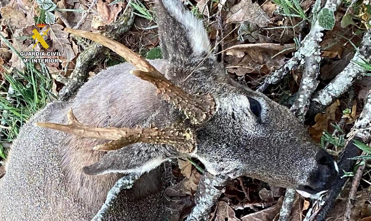 Sorprendido un cazador furtivo en un coto de la montaña palentina