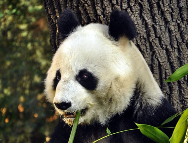 El oso panda gigante Shuan Shuan, mientras come, en Ciudad de México (México).