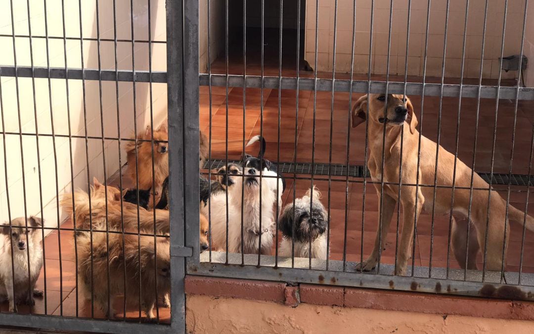 Algunos de los animales abandonados en el interior de la vivienda