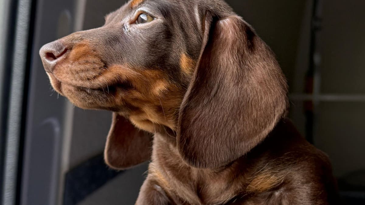 La despesa mitjana de tenir una mascota a casa oscil·la entre els 500 i els 1.000 euros anuals