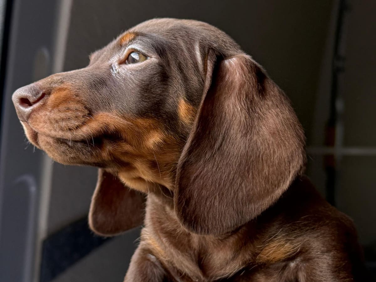 El gasto medio de tener una mascota en casa oscila entre 500 y 1.000 euros al año