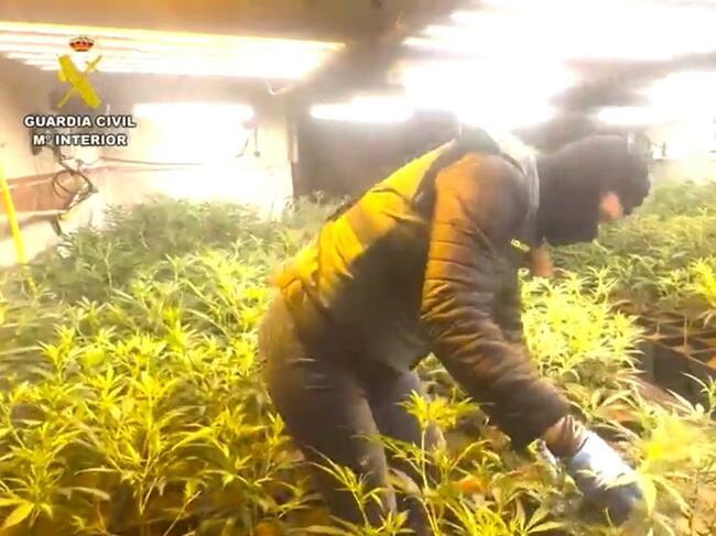 Plantación de marihuana. Operación Claustro Roca