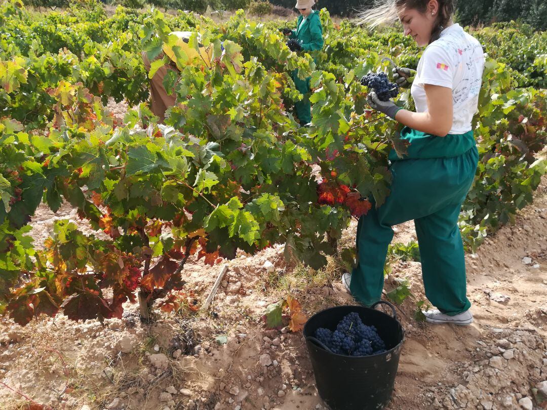 Imagen de archivo de viñedos en la RIbera del Duero 