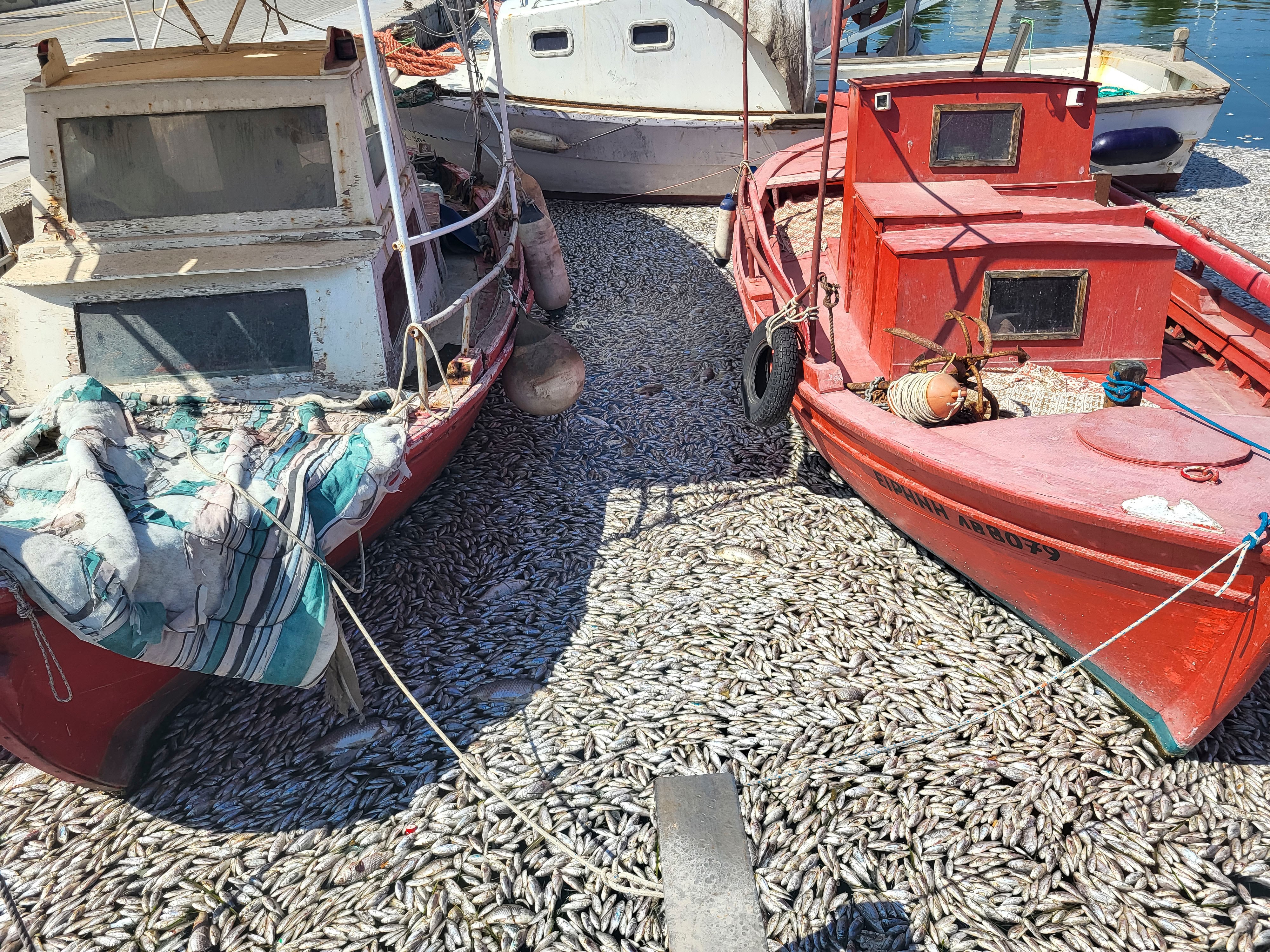 El puerto de Volos colapsado por un manto de peces muertos.