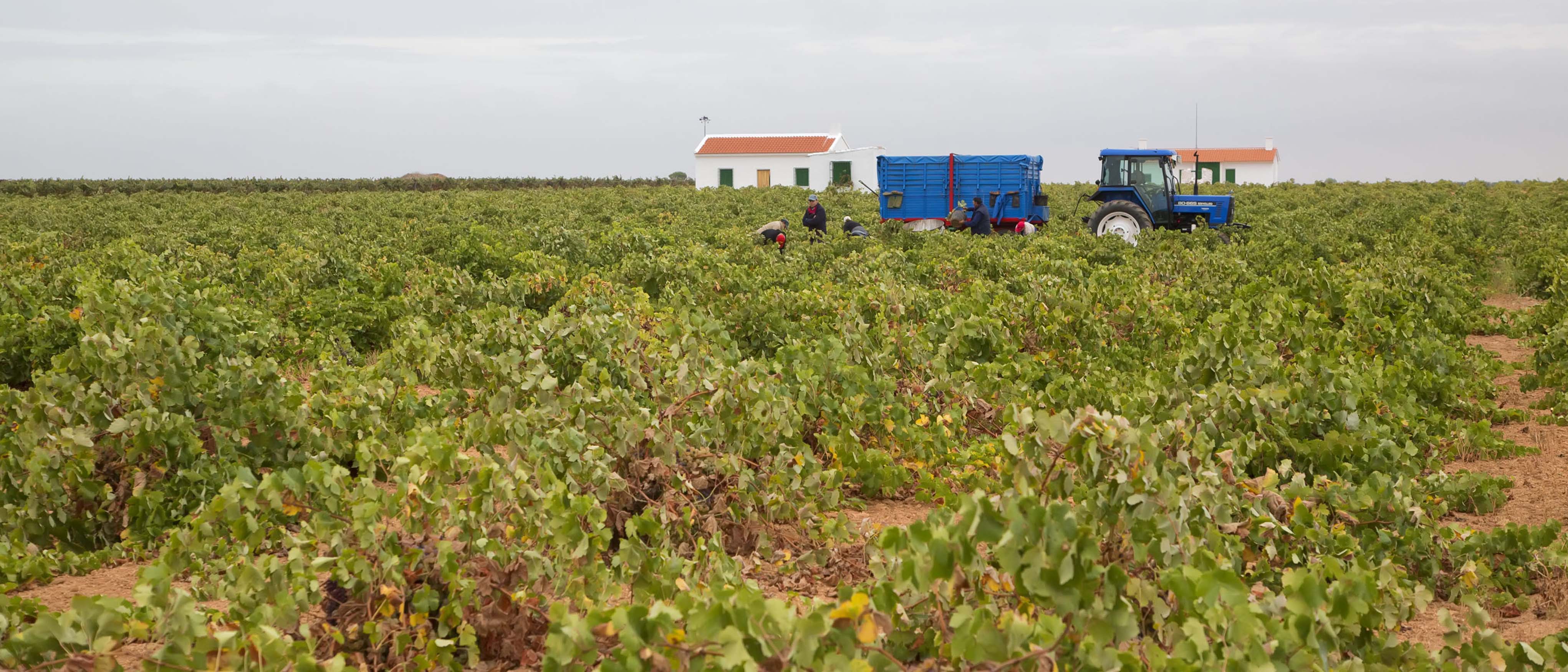 Viñedo de Castilla-La Mancha