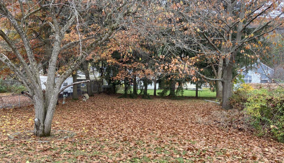 ¿Puedes encontrar al perro escondido en la imagen?