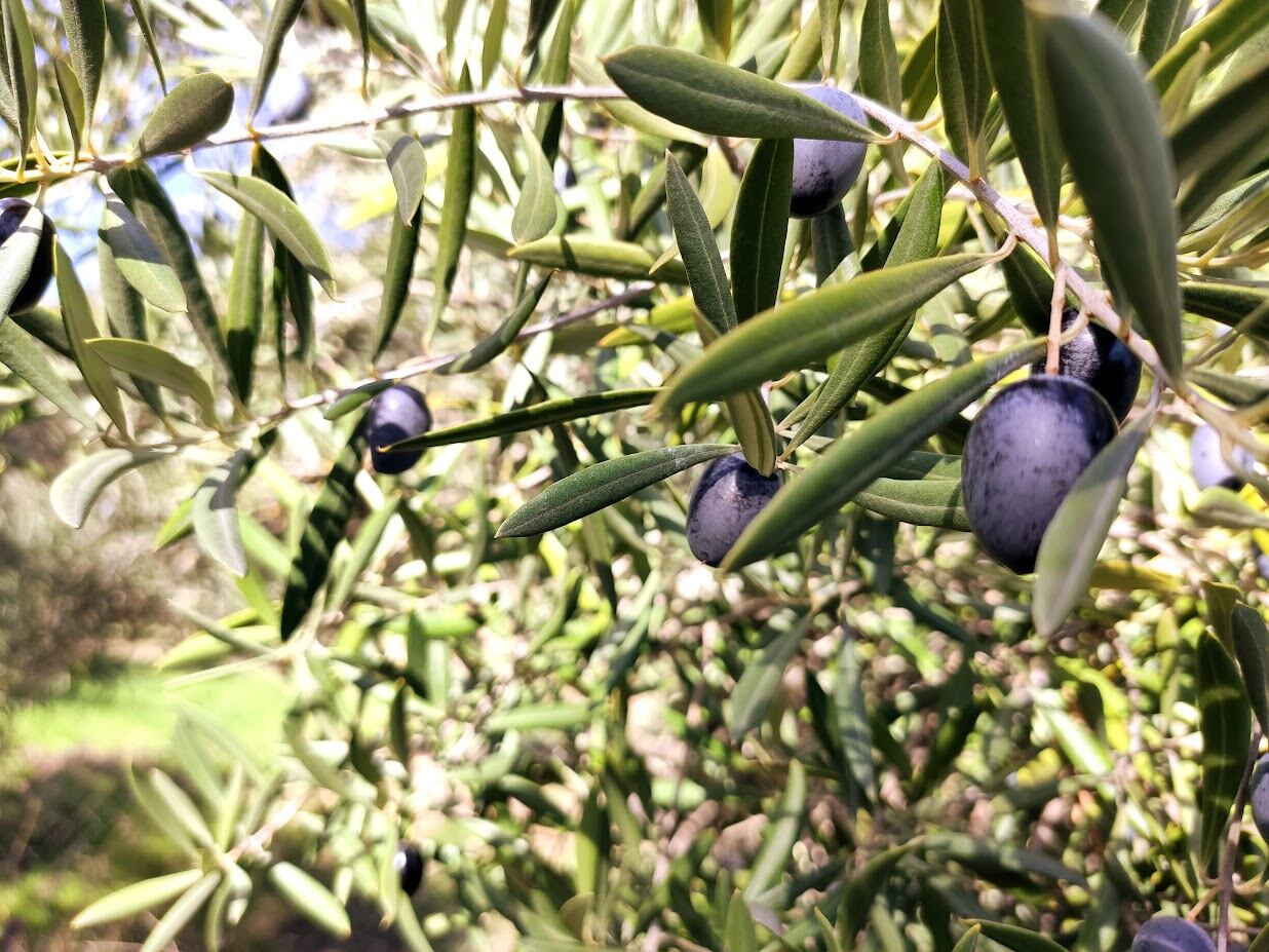 Aceitunas negras preparadas para su recolección en un olivar jiennense