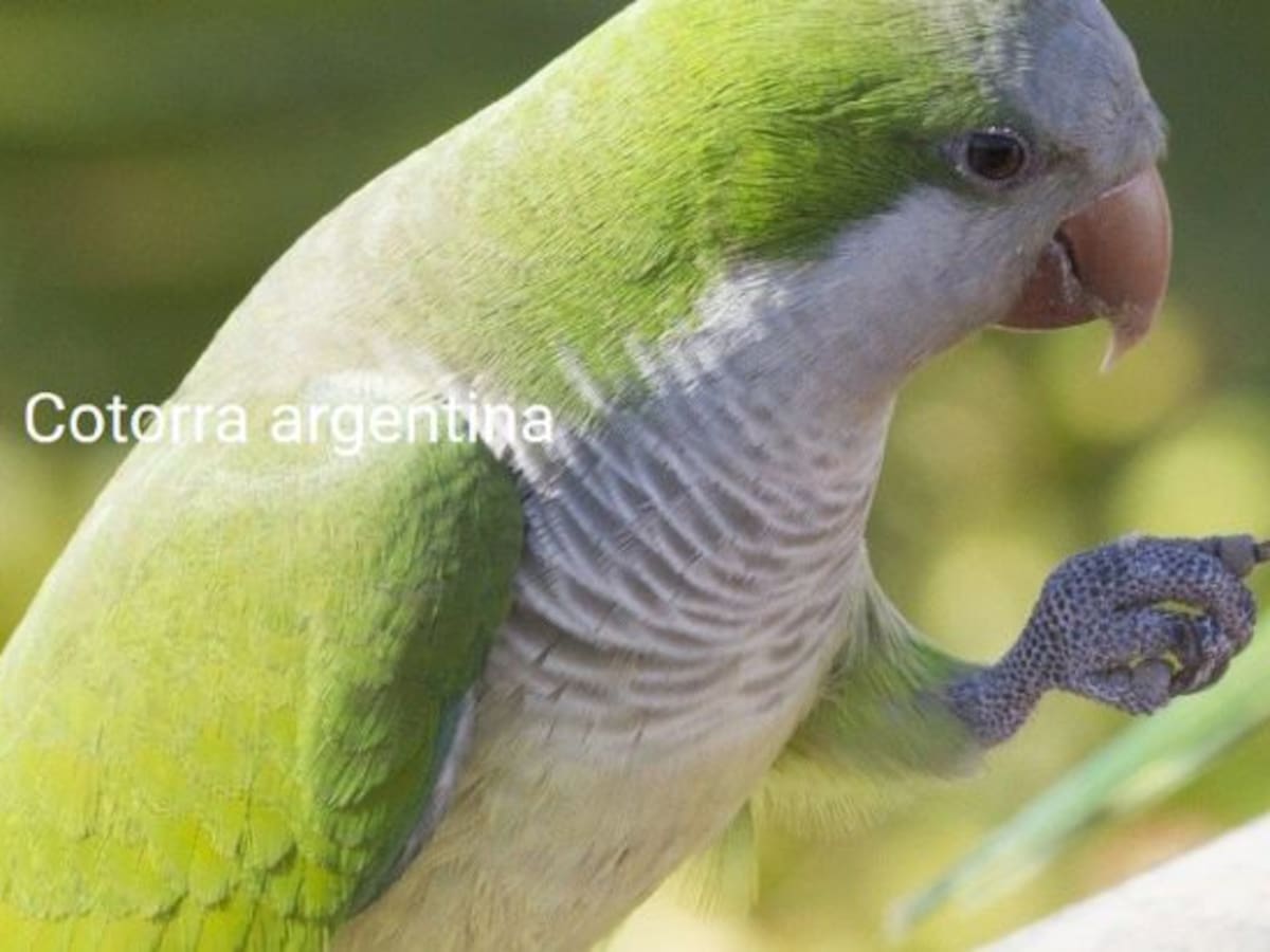 La acción del hombre tiende a la extinción de la avutarda y la invasión de las cotorras. Aves en Córdoba.