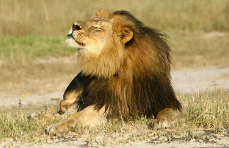 Un cazador estadounidense casó el pasado mes de julio el león más famoso de Zimbabue, al que llamaban &quot;Cecil&quot;. 