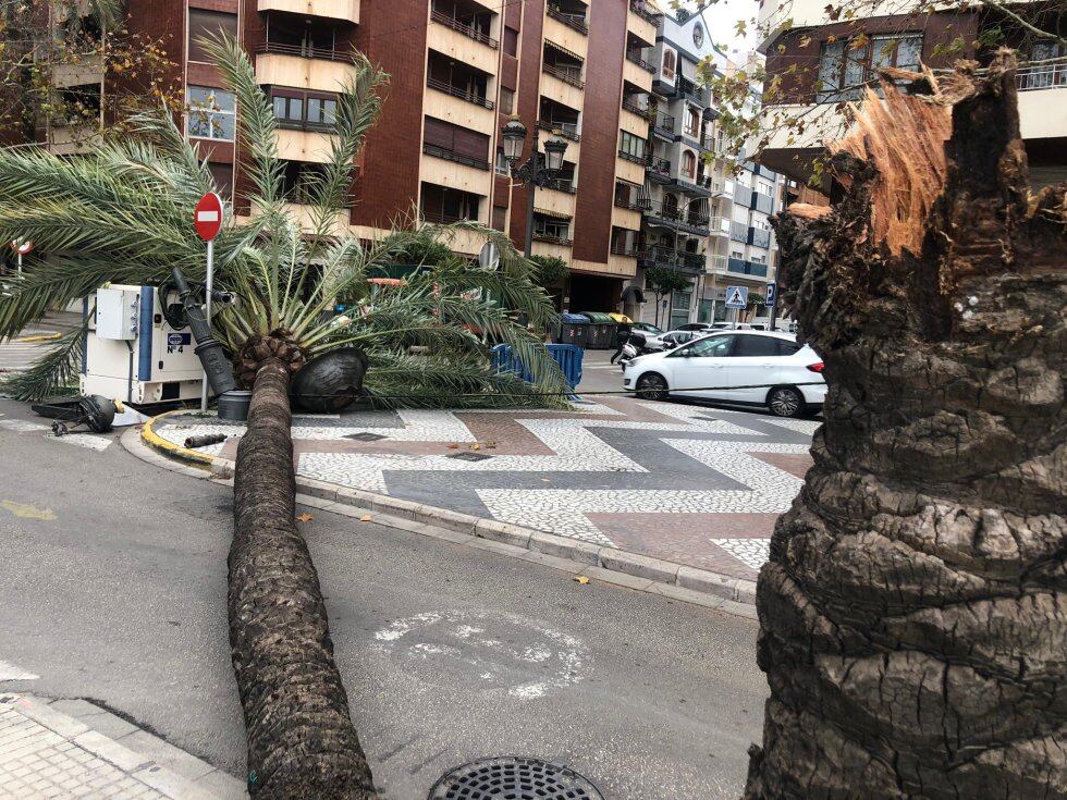 La sequera ha fet caure desenes de palmeres a la ciutat aquest any passat. 