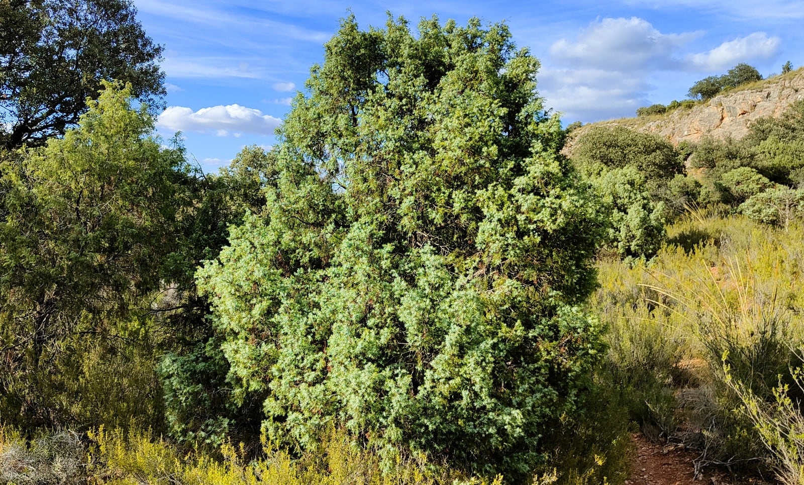 Enebro de miera.