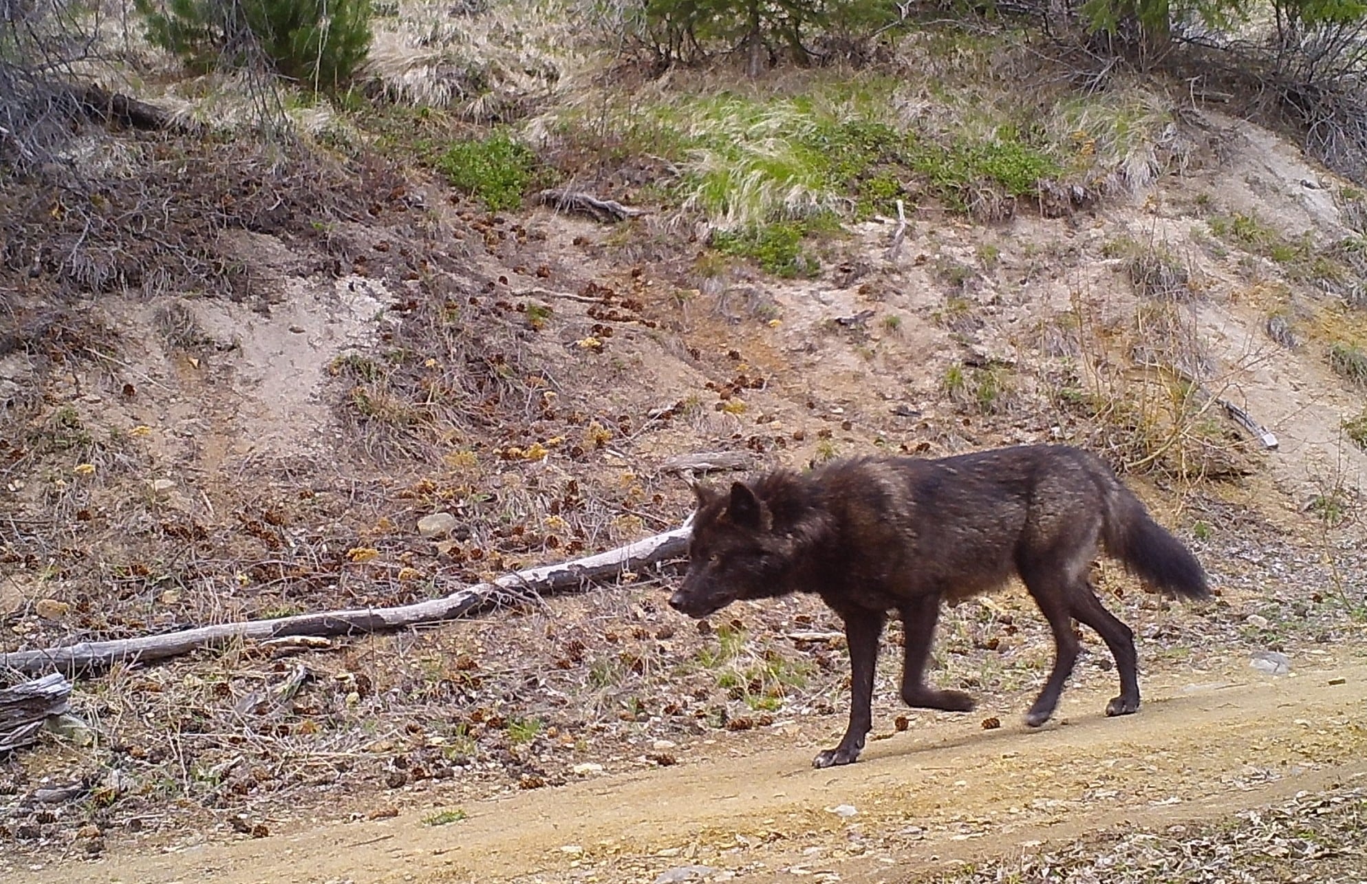 Lobo gris andando por una carretera forestal al sur de las montañas Chilcotin, en la Columbia británica (Canadá). / Crédito: Robin Naidoo // Copyright: Robin.Naidoo@WWFUS.ORG