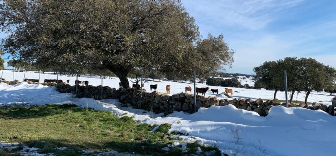 Fincas afectadas por el temporal Filomena