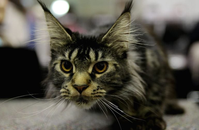 Australia le declara al guerra a los gatos salvajes.