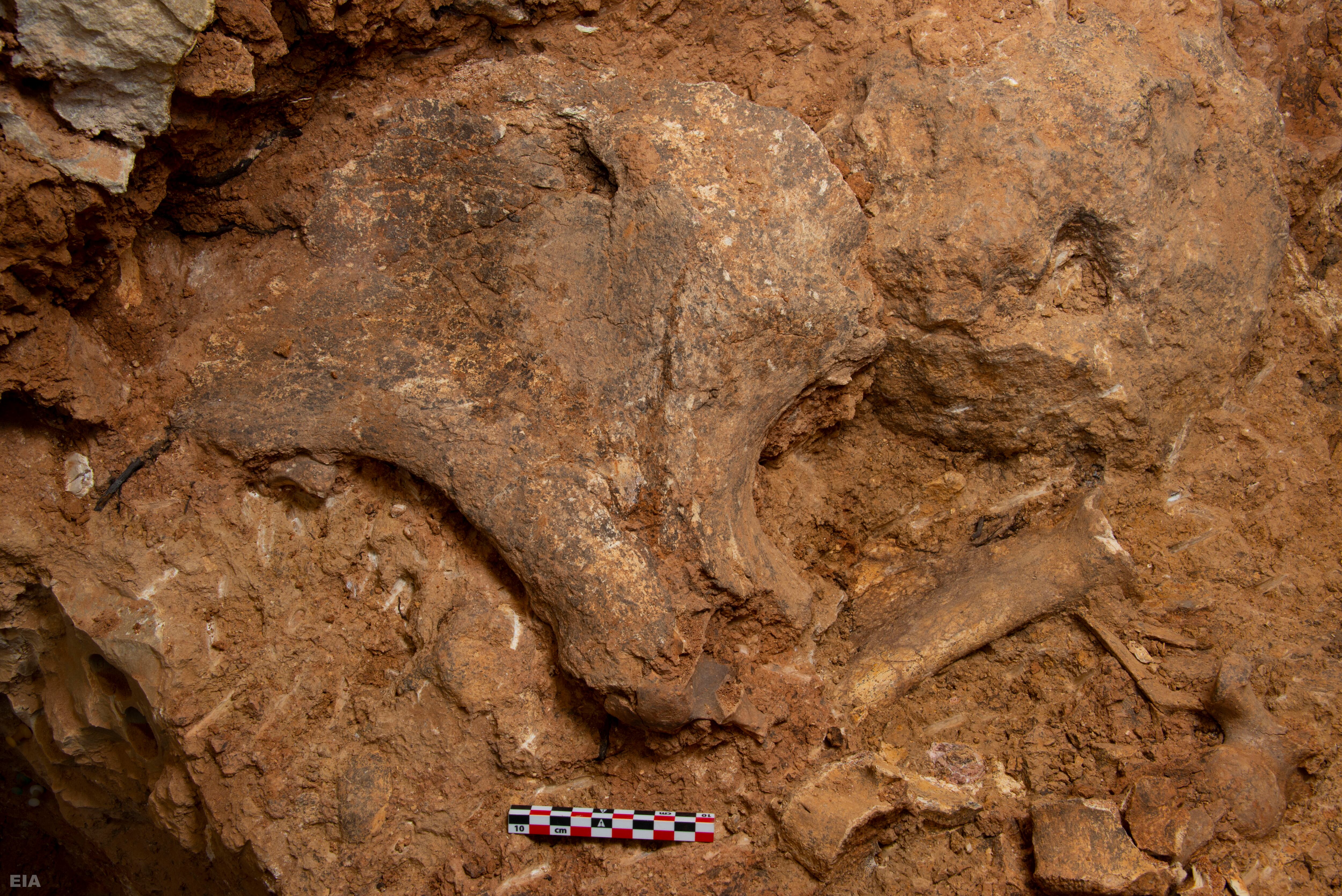 Detalle de la acumulación de fósiles en la base del nivel TD8, con una pelvis de rinoceronte en primer plano.