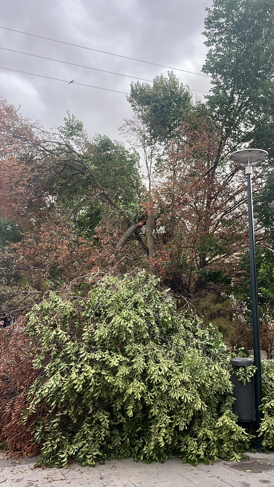 Una calle de Navalmoral de la Mata, tras la tormenta y el viento